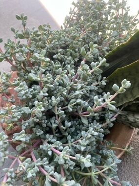 Succulent Trailing Pink Ice Plant Cuttings- Home Accents